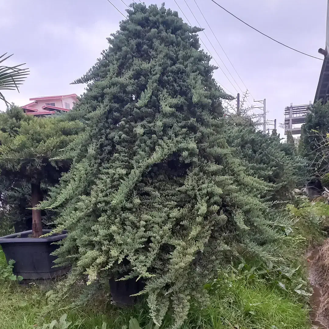 ( کاج ستاره ای ) لوکس نهال درخت|گل و گیاه طبیعی|تهران, ترمینال غرب|دیوار
