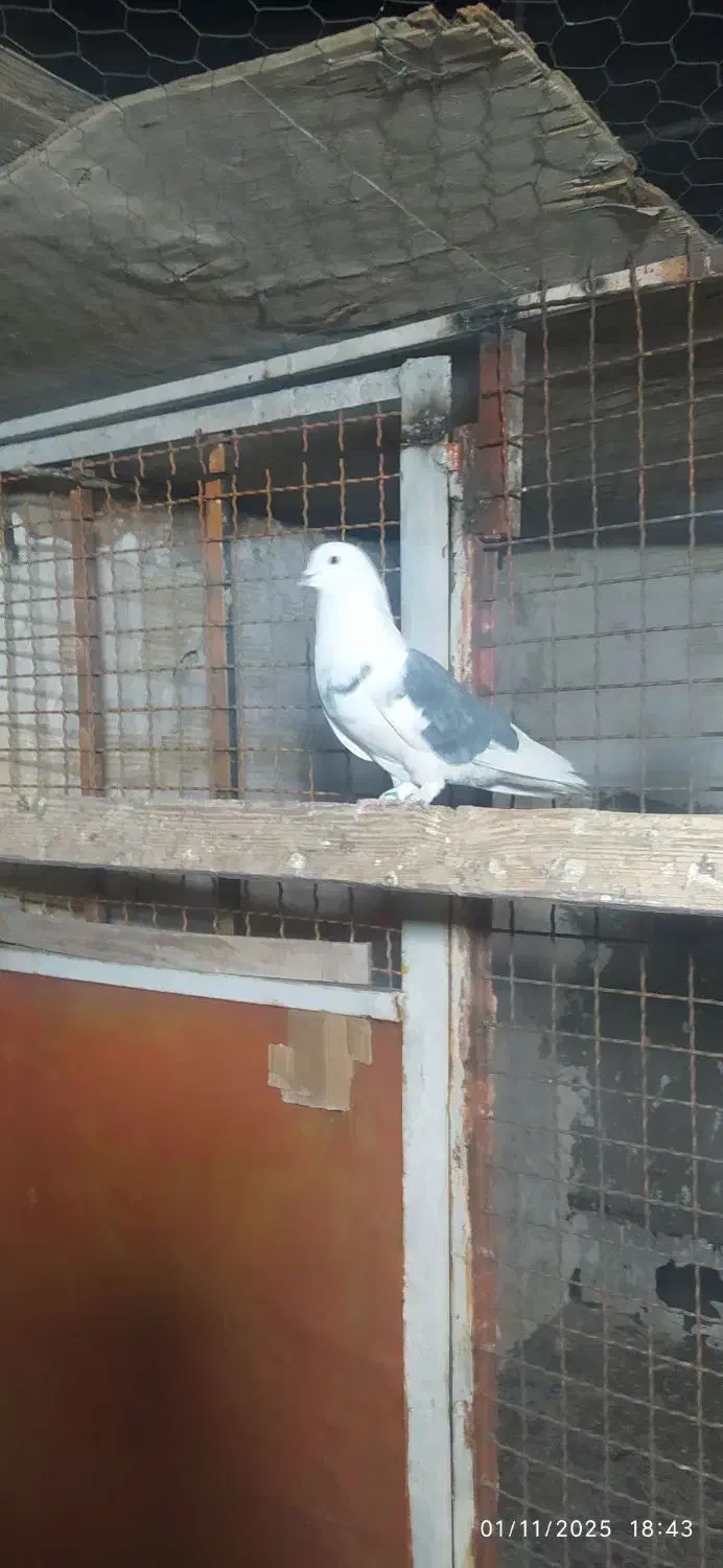 کفتر پرشی تیرماه دیده|پرنده|رباطکریم, رباطکریم|دیوار