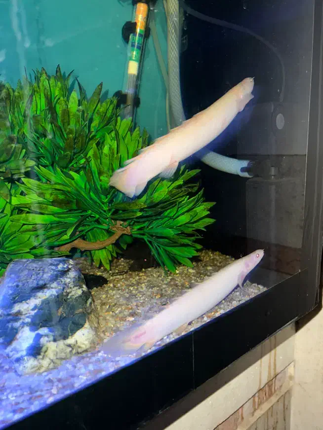 2عدد ماهی پولی آلبینو|ماهی|تربت‌حیدریه, ۴۵ متری|دیوار