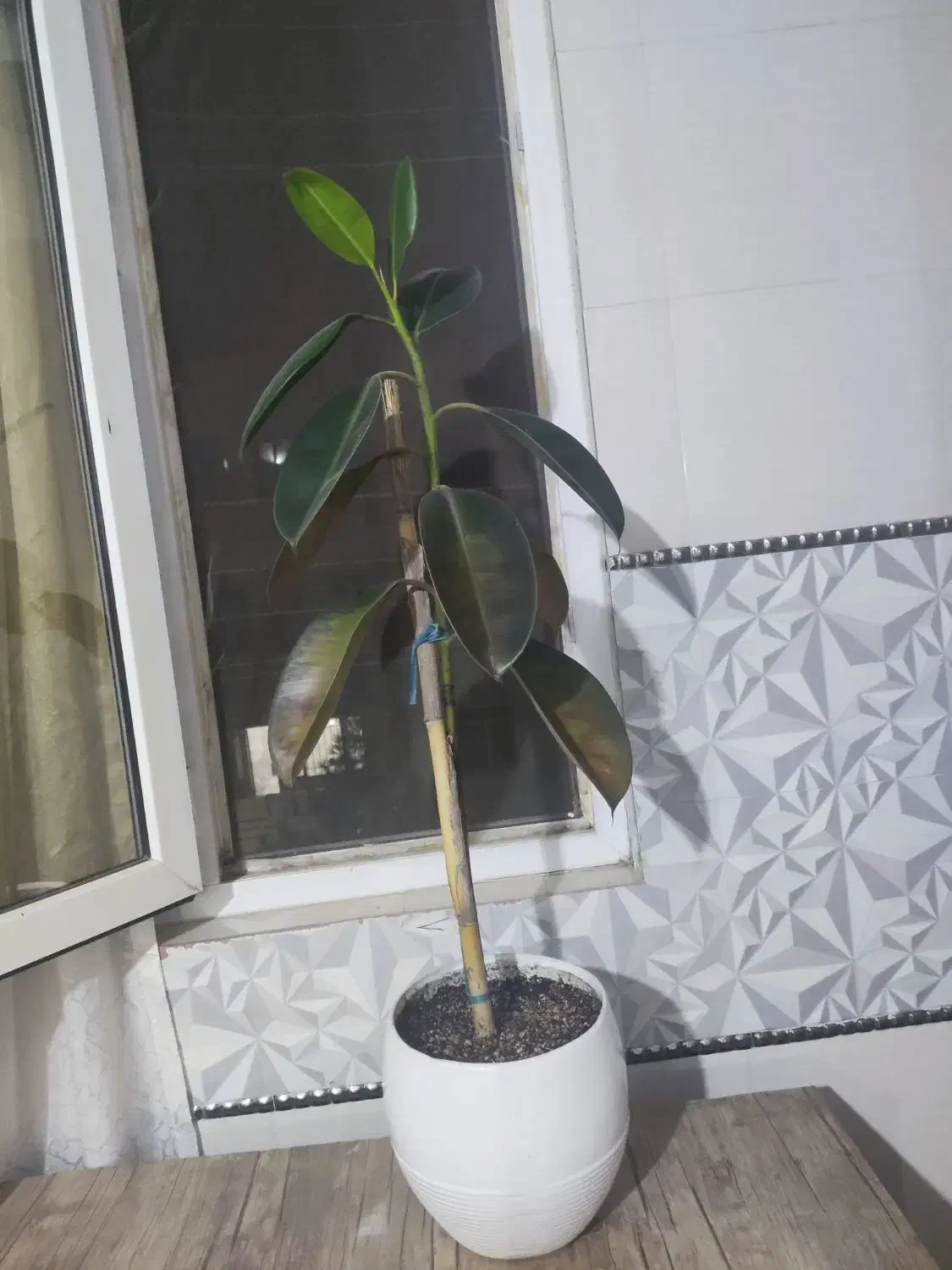 فیگوس الاستیکا|گل و گیاه طبیعی|رباطکریم, نصیرشهر|دیوار