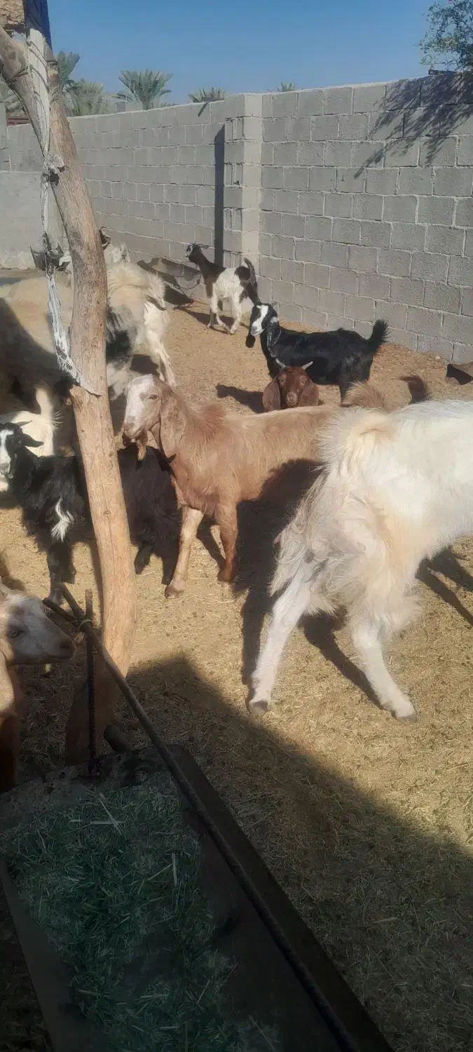 تعدادی کهره ماده پازن|حیوانات مزرعه|جم, |دیوار