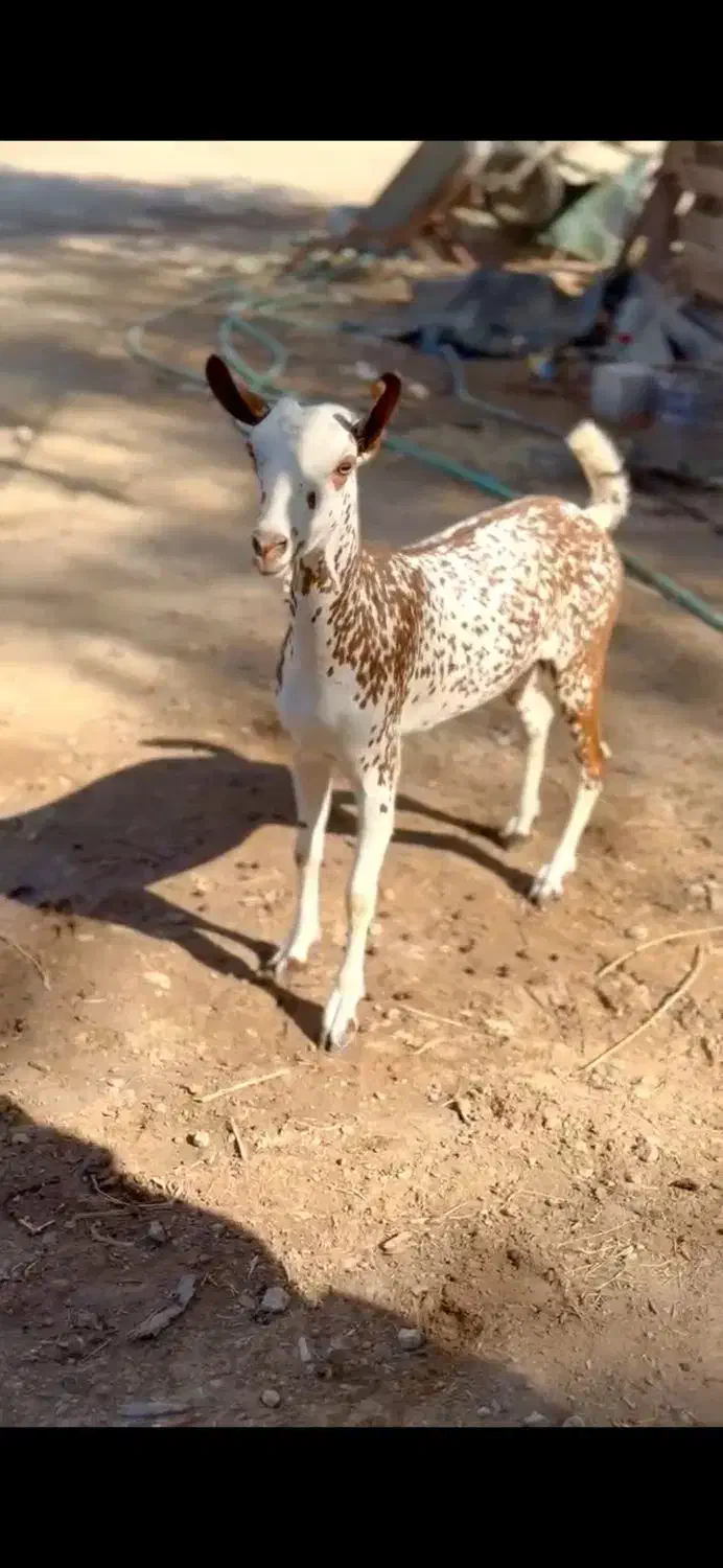 ثلاله|حیوانات مزرعه|کوهدشت, |دیوار