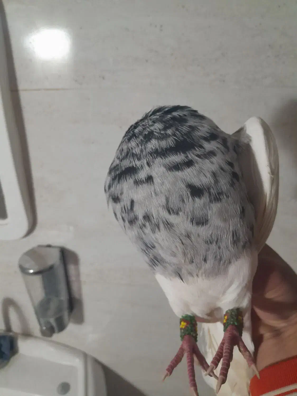 کبوتر پیدا شده...متن رو بخون|حیوانات|بروجرد, |دیوار