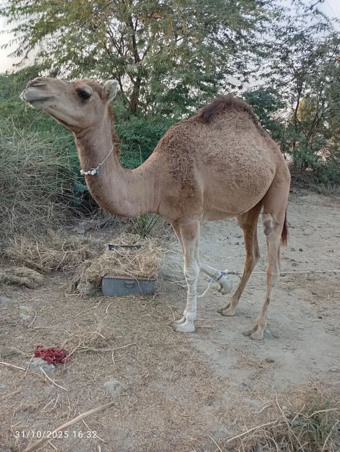 شتر نر|حیوانات مزرعه|میناب, |دیوار