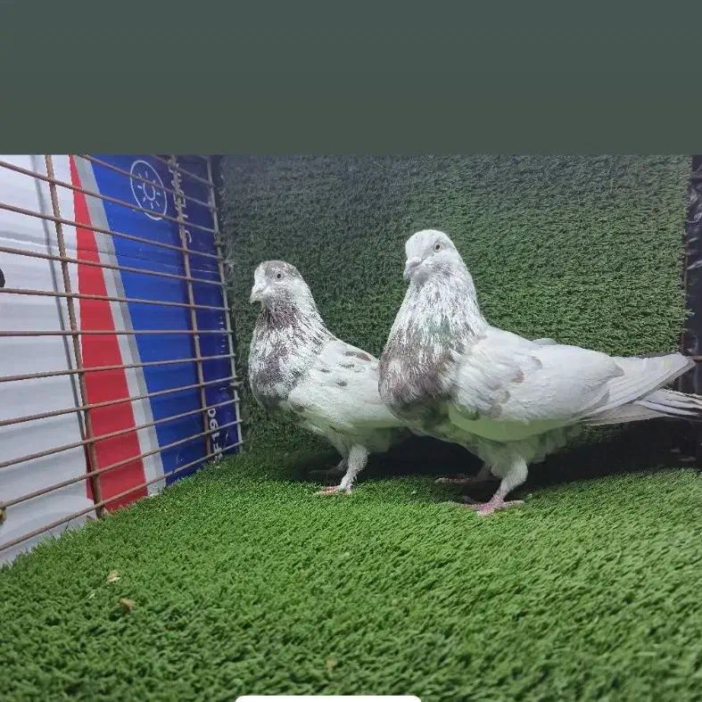 کبوتر پرشی|پرنده|شاندرمن, |دیوار