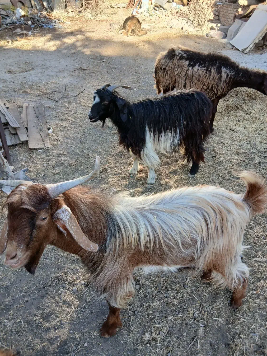 دوعددماده آبستن ویک عددنریک ساله|حیوانات مزرعه|تبریز, |دیوار