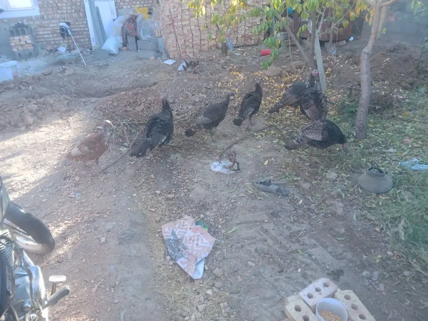 فروش۷عددبوقلمون|حیوانات مزرعه|شبستر, |دیوار