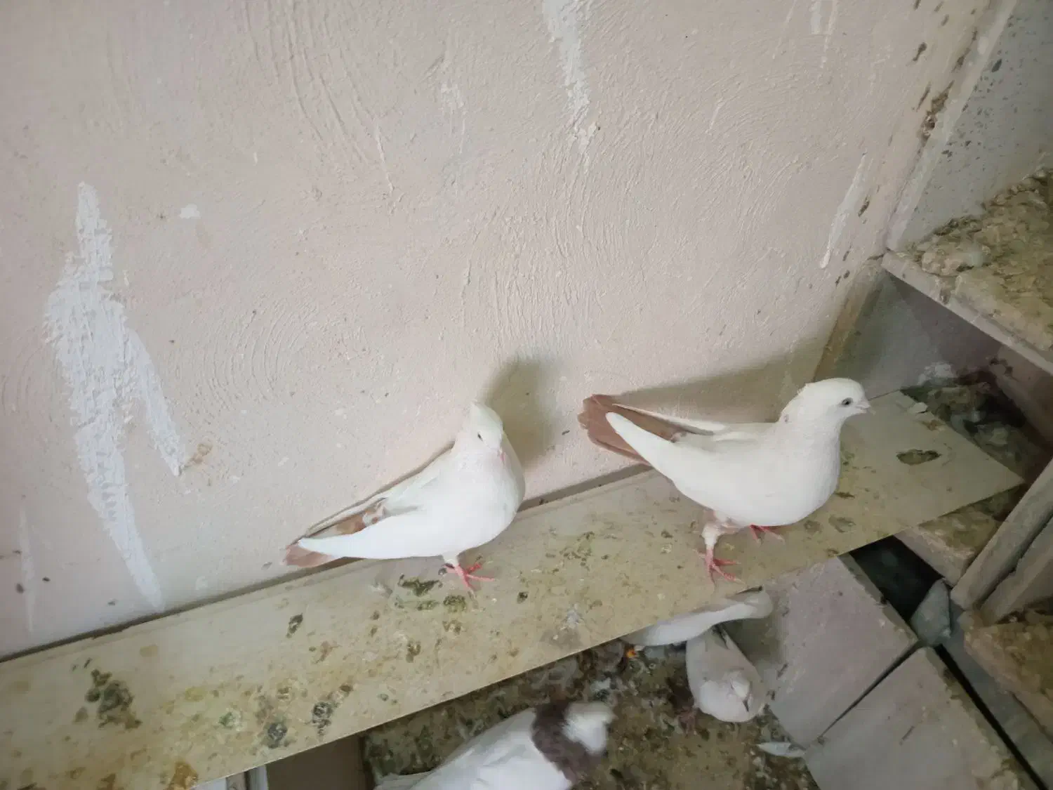 دم زرد|پرنده|هشتگرد, فاز ۷ مهستان|دیوار