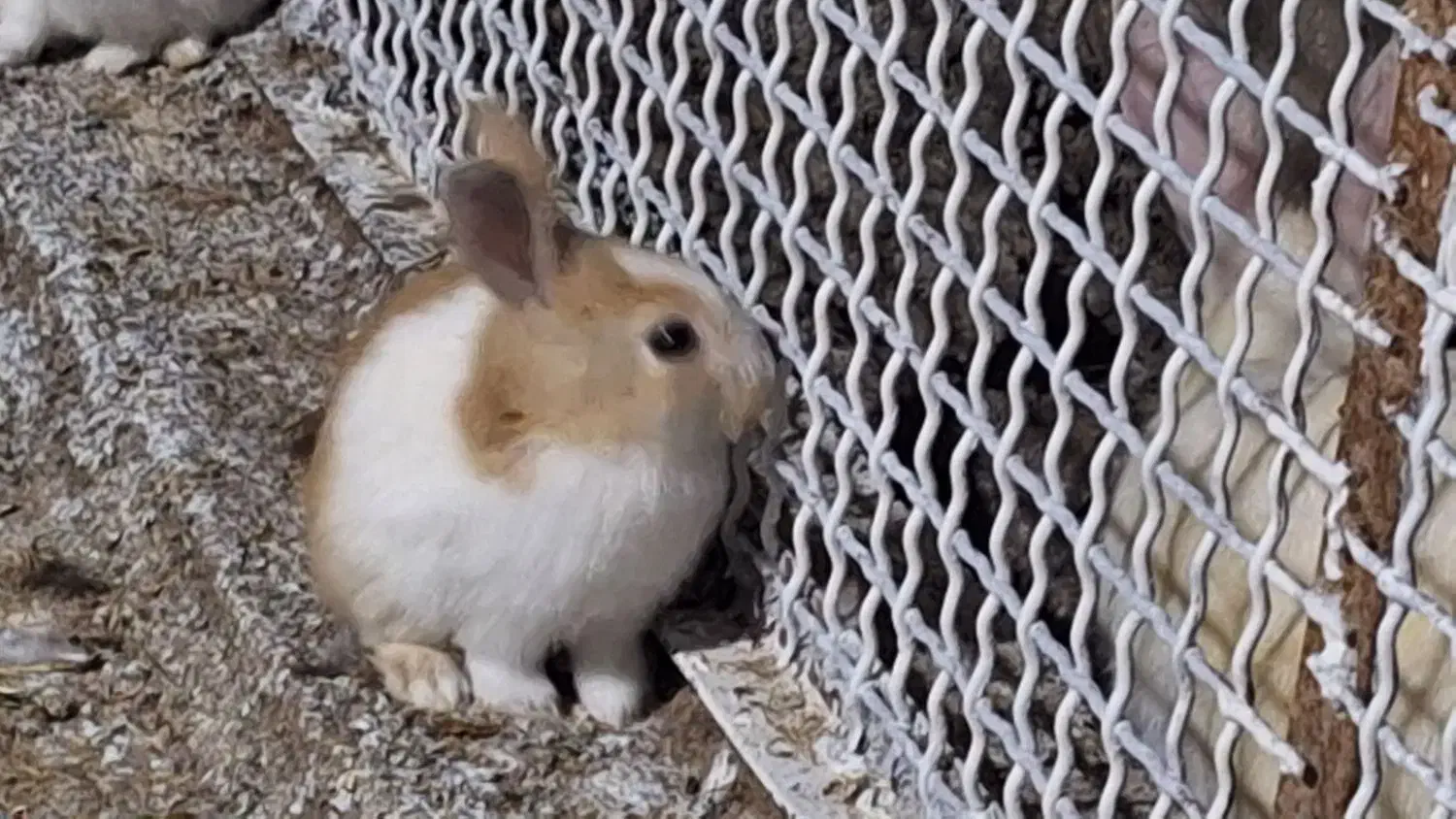 فروش خرگوش|موش و خرگوش|دوگنبدان, |دیوار