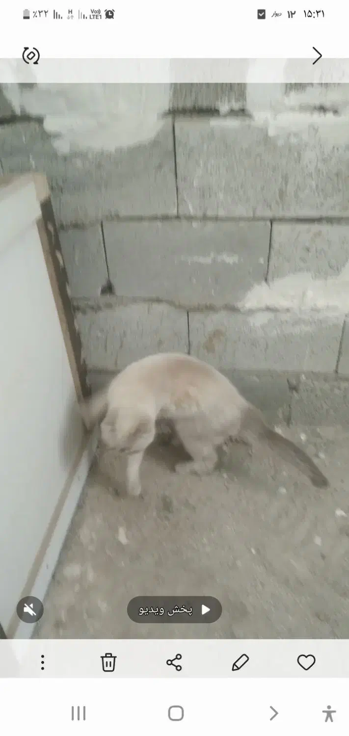 گربه ماده|گربه|اردبیل, |دیوار