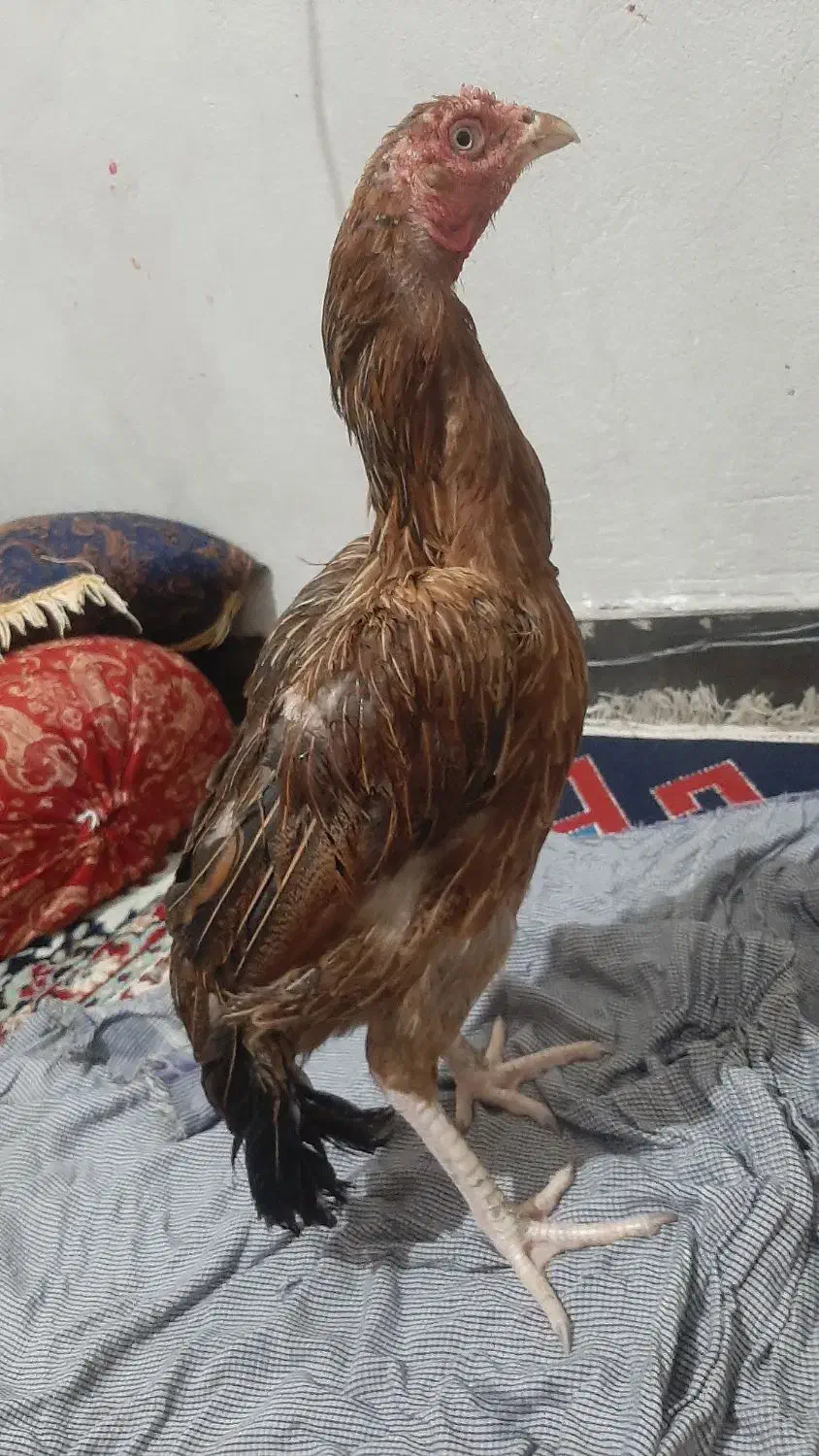 مرغ خروس|حیوانات مزرعه|ایرانشهر, |دیوار