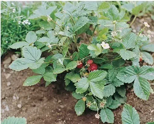 نهال توت فرنگی محلی|گل و گیاه طبیعی|کردکوی, |دیوار