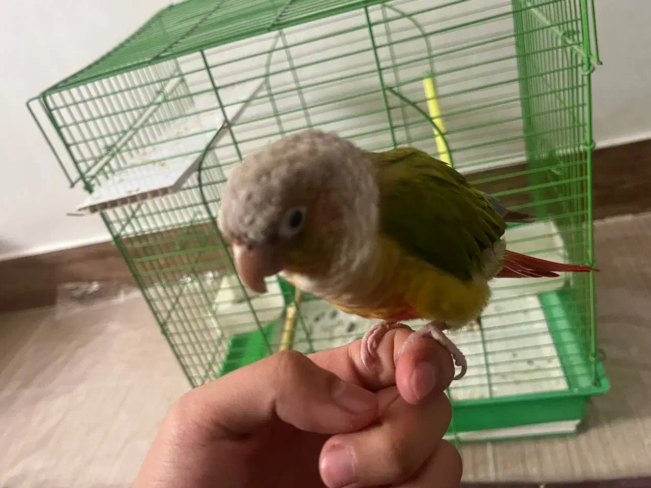 طوطی گرینچیک|پرنده|شهرکرد, |دیوار