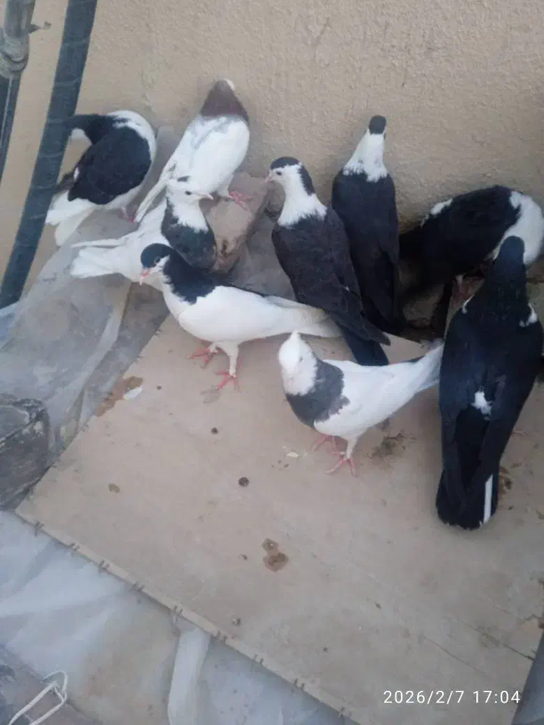 کبوتر|پرنده|سراوان, |دیوار