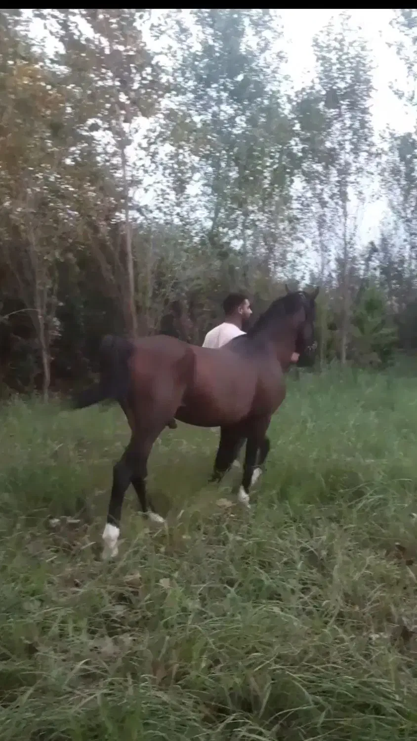 فروش نریان کرد ۵ سال|حیوانات مزرعه|خرمآباد (تنکابن), |دیوار