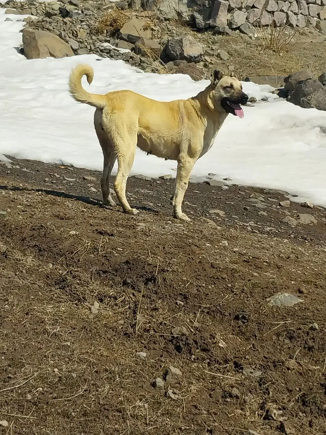 فروش توله|سگ|سراب, |دیوار