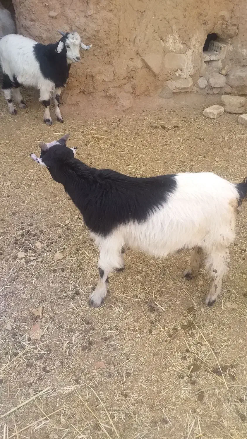 فروش گوسفند|حیوانات مزرعه|زرند, |دیوار