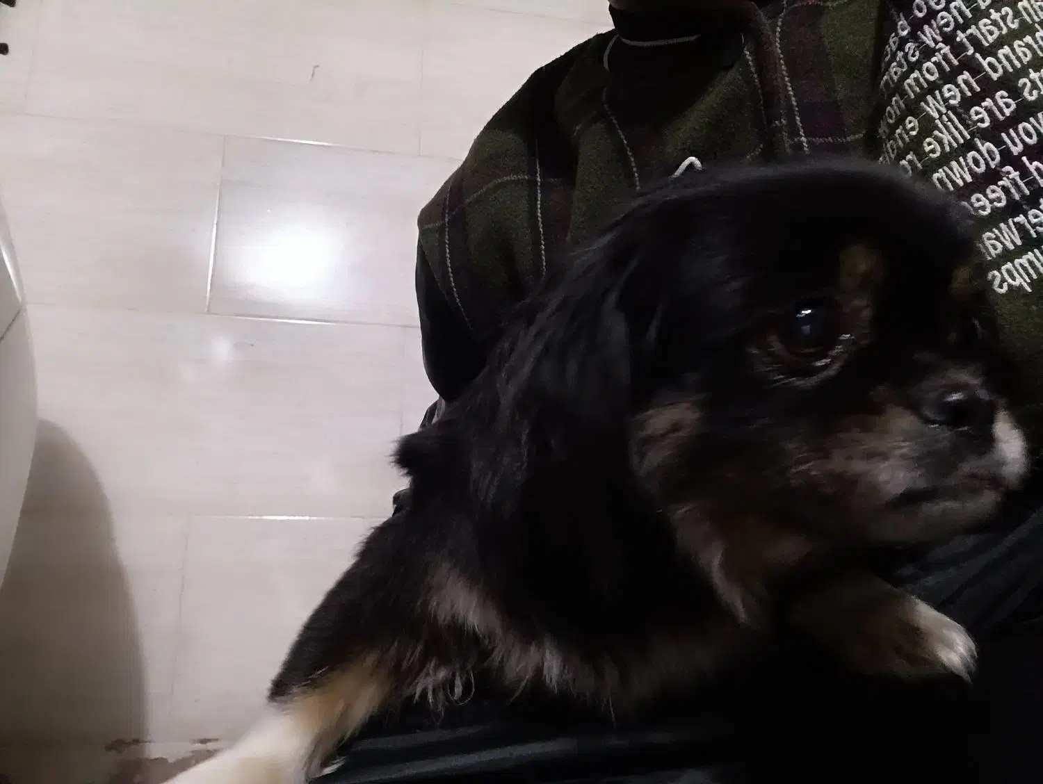 سگ خانگی|سگ|فردیس, قریشی|دیوار