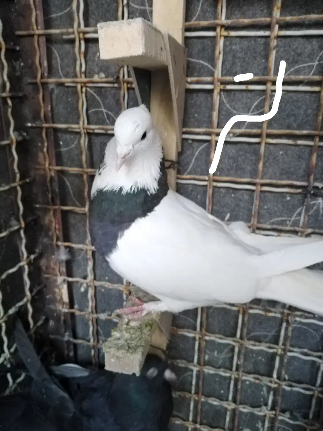 طوقی|پرنده|شیراز, شهرک قمشه|دیوار