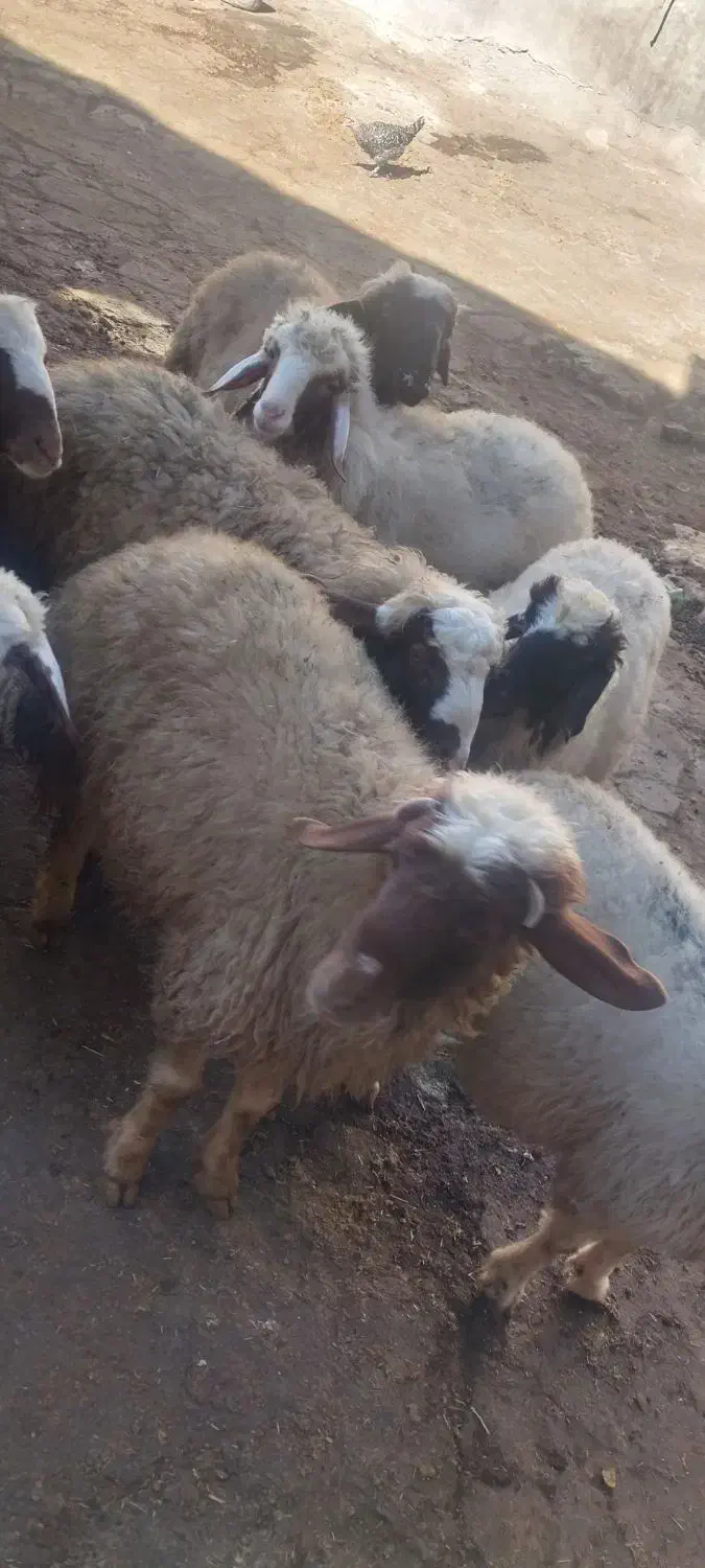 بره نر سبک و سنگین|حیوانات مزرعه|دالاهو, |دیوار