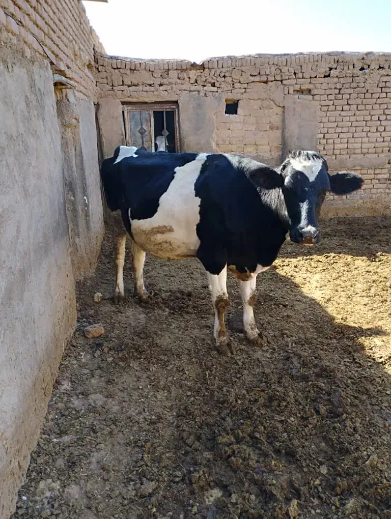 گاو هشت ماه ابستن|حیوانات مزرعه|شال, |دیوار