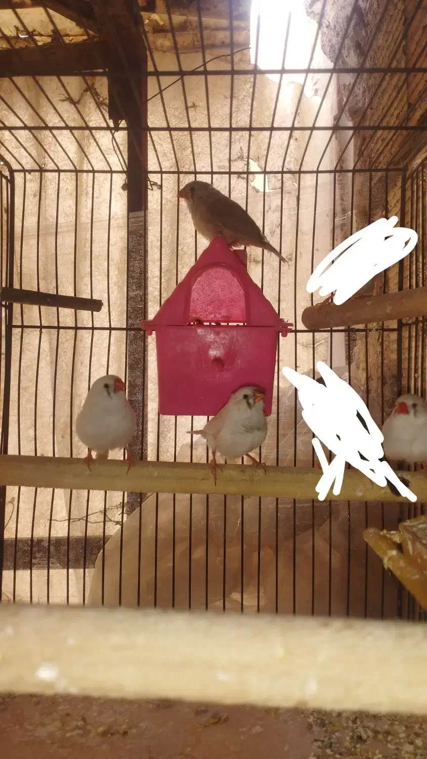 فنچ|پرنده|شهر ری, صفاییه (چشمه علی)|دیوار