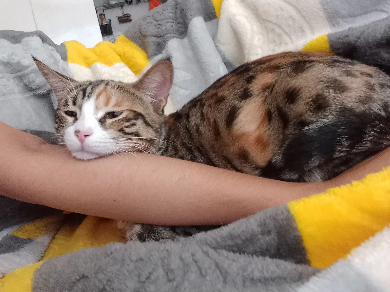 واگذارری رایگان|گربه|اسفراین, |دیوار