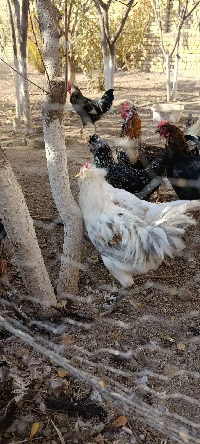 خروس|حیوانات مزرعه|قزوین, |دیوار