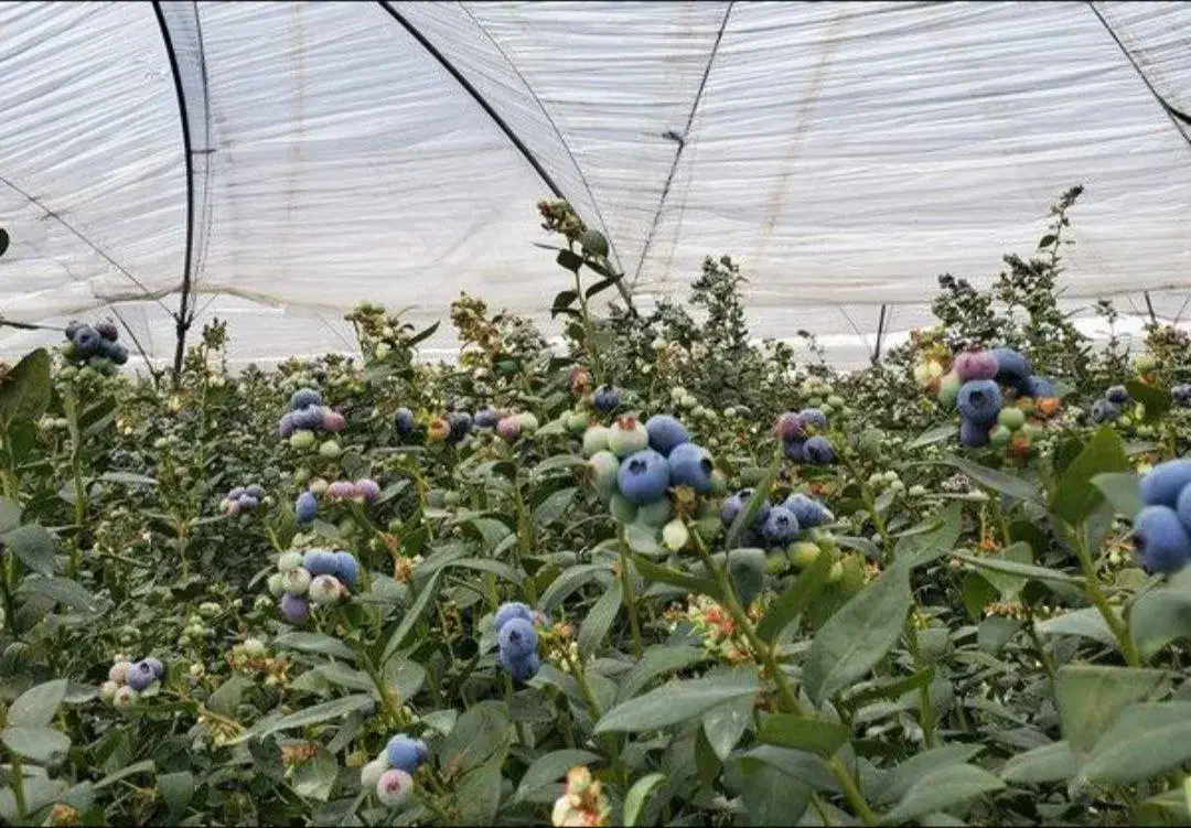 نهال بلوبری دوک|خدمات باغبانی و درختکاری|مریوان, |دیوار