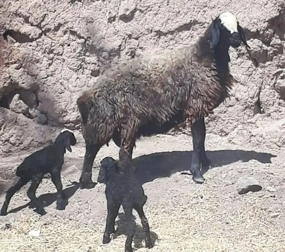 گوسفند دوقلوزا و اصیل شال و بره|حیوانات مزرعه|یزد, |دیوار