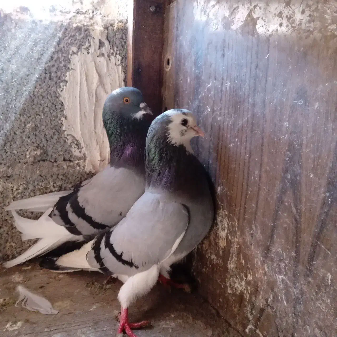 کبوتر تکپریکجایی|پرنده|گمیشان, |دیوار