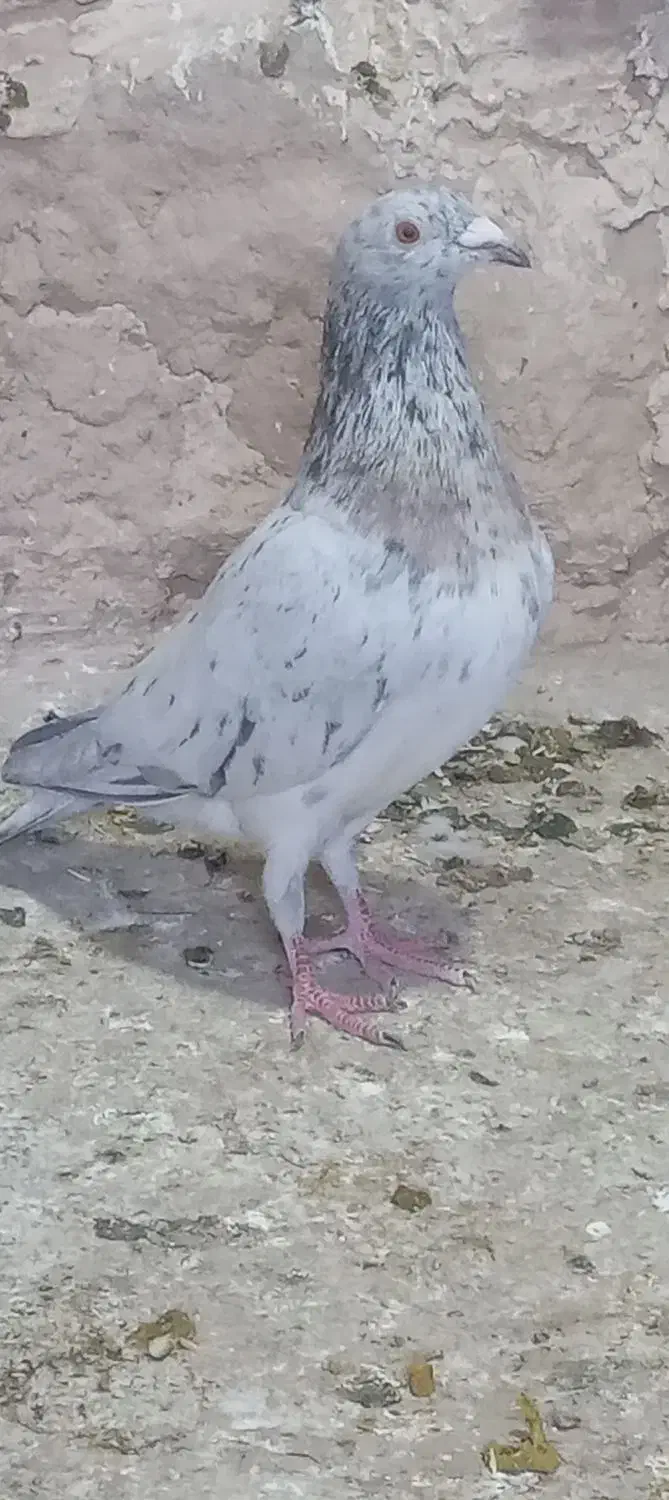 کبوتر رنگی|پرنده|شیروان (خراسان), |دیوار