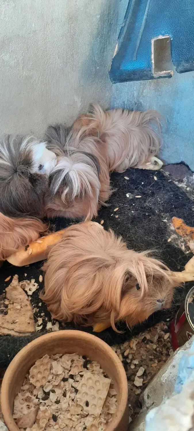 خوکچه هندی|موش و خرگوش|آبدانان, |دیوار