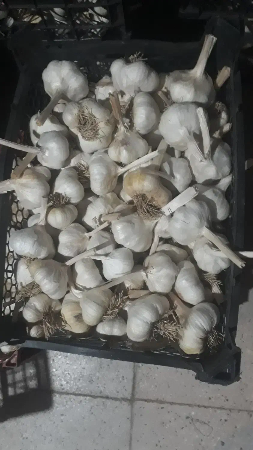 سیر|خوردنی و آشامیدنی|اهواز, دانشگاه چمران|دیوار