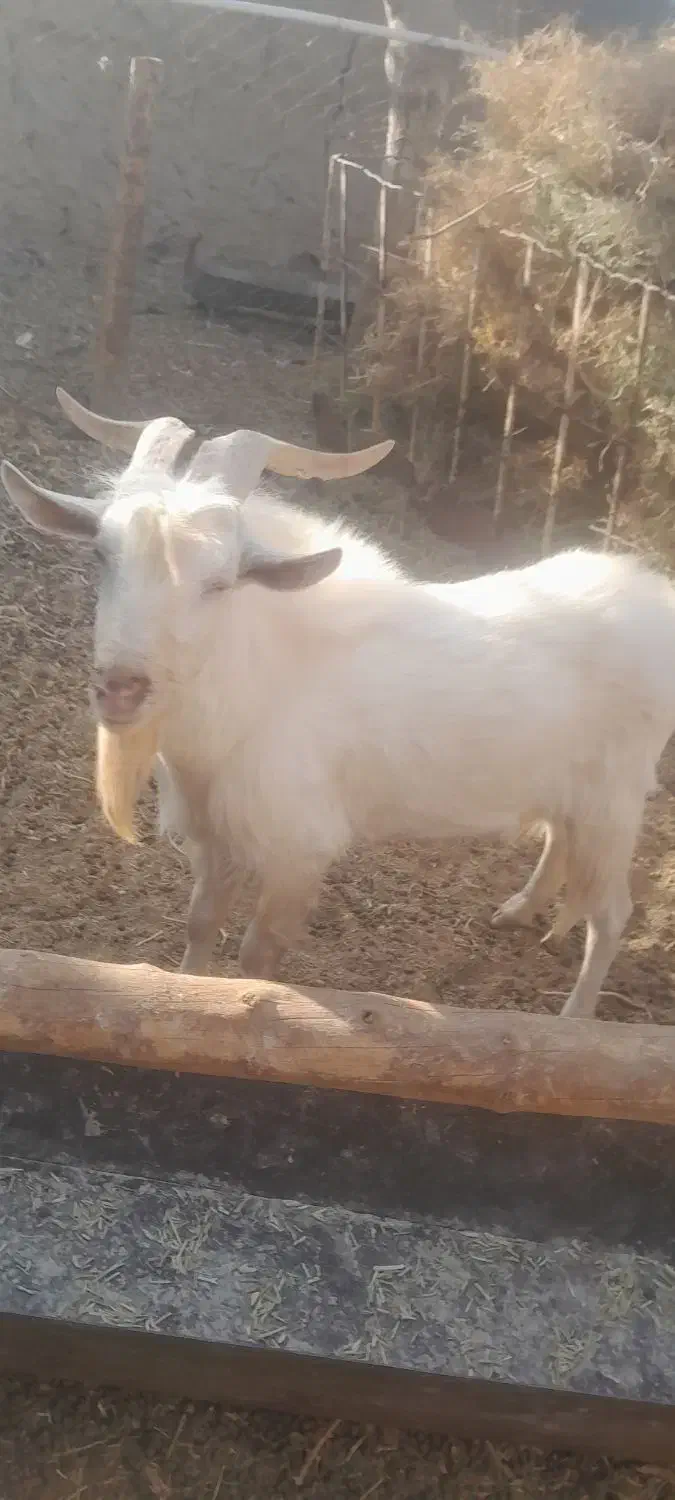 فروش یک راس چبش سانن اصل|حیوانات مزرعه|قائن, |دیوار
