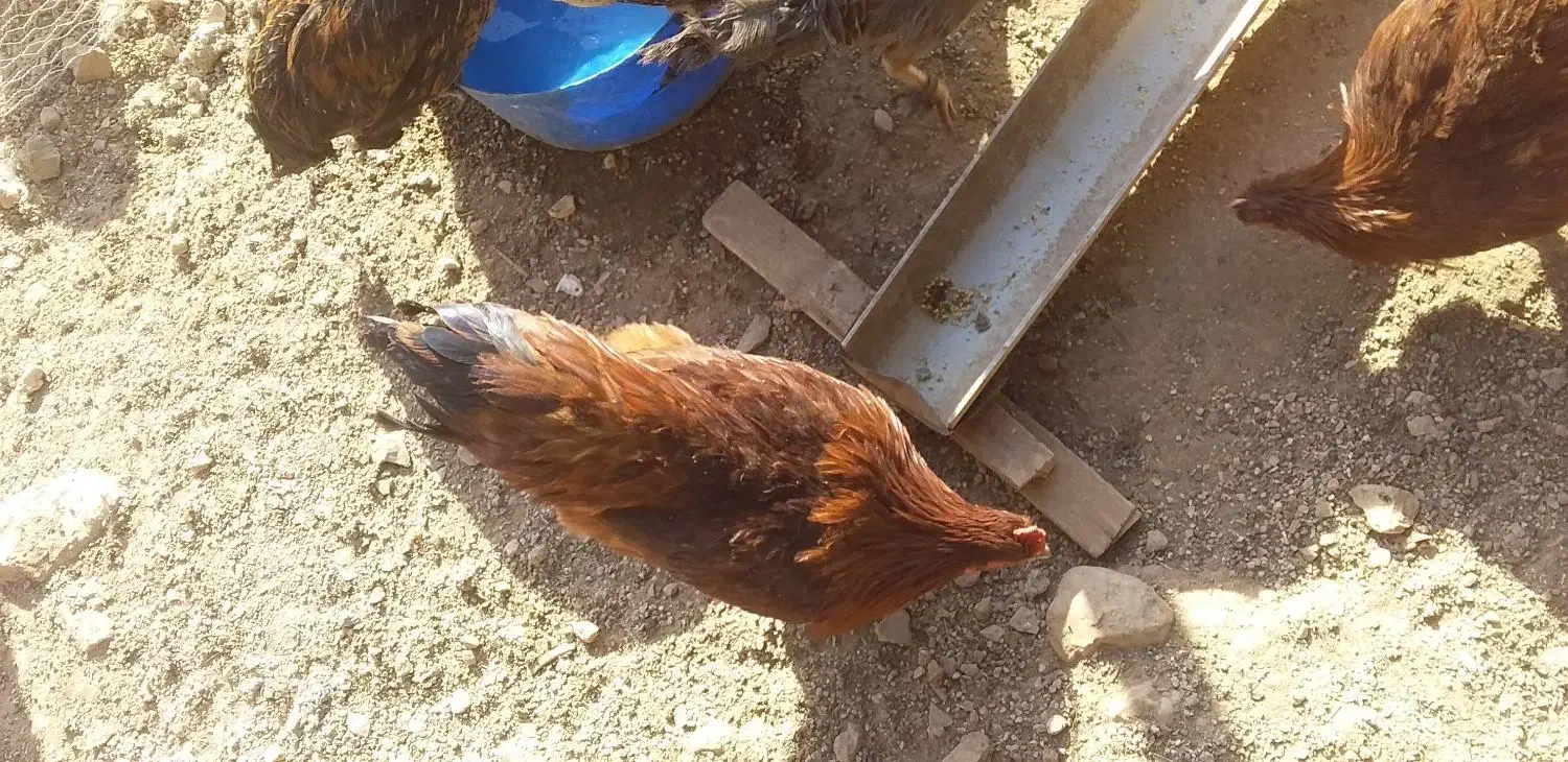 4عدد خروس|حیوانات مزرعه|سرپل ذهاب, |دیوار