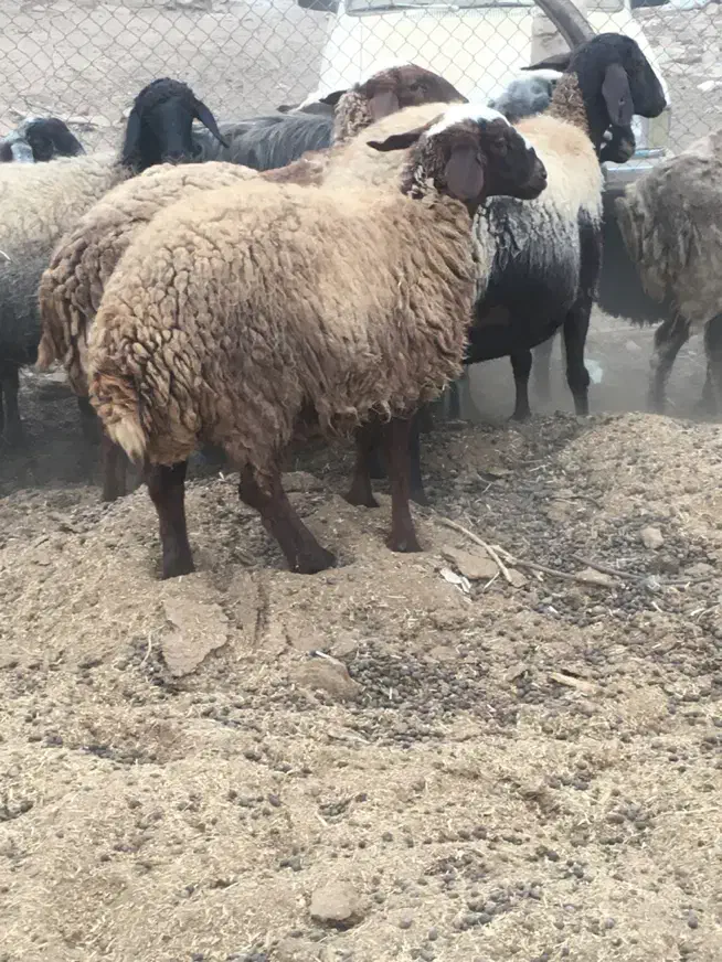 دوراس بزقاله نر دوراس بره ماده|حیوانات مزرعه|جوادآباد, |دیوار