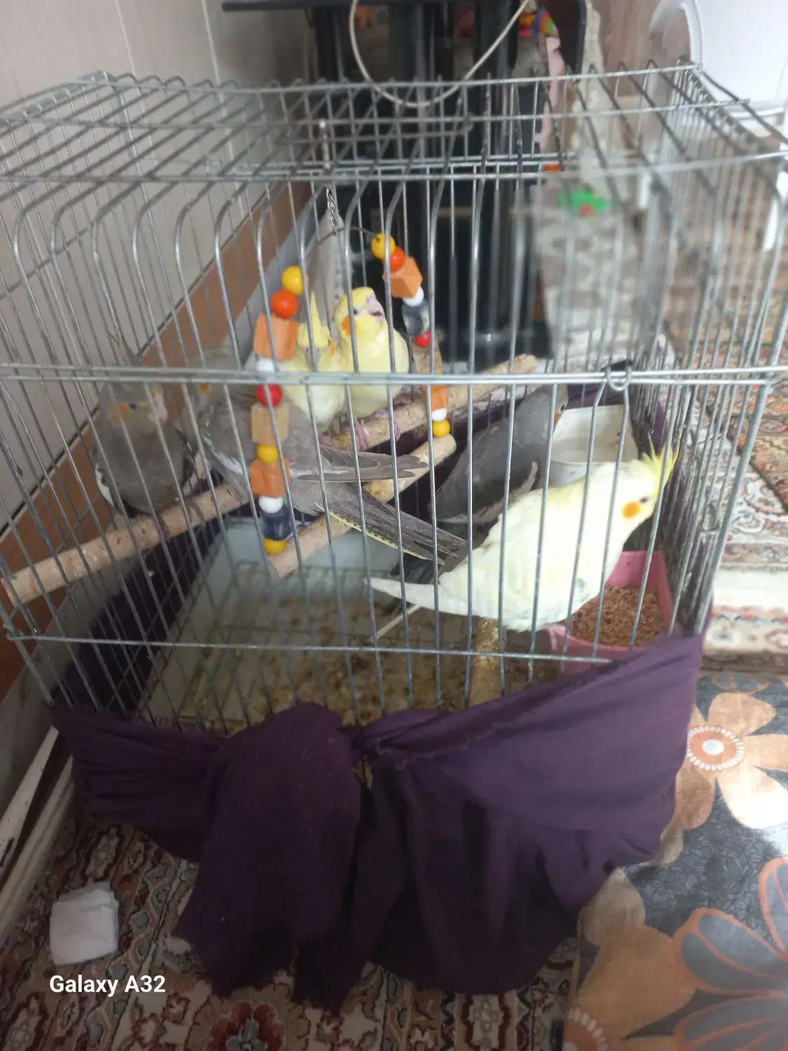 عروس هلندی|پرنده|آران و بیدگل, |دیوار