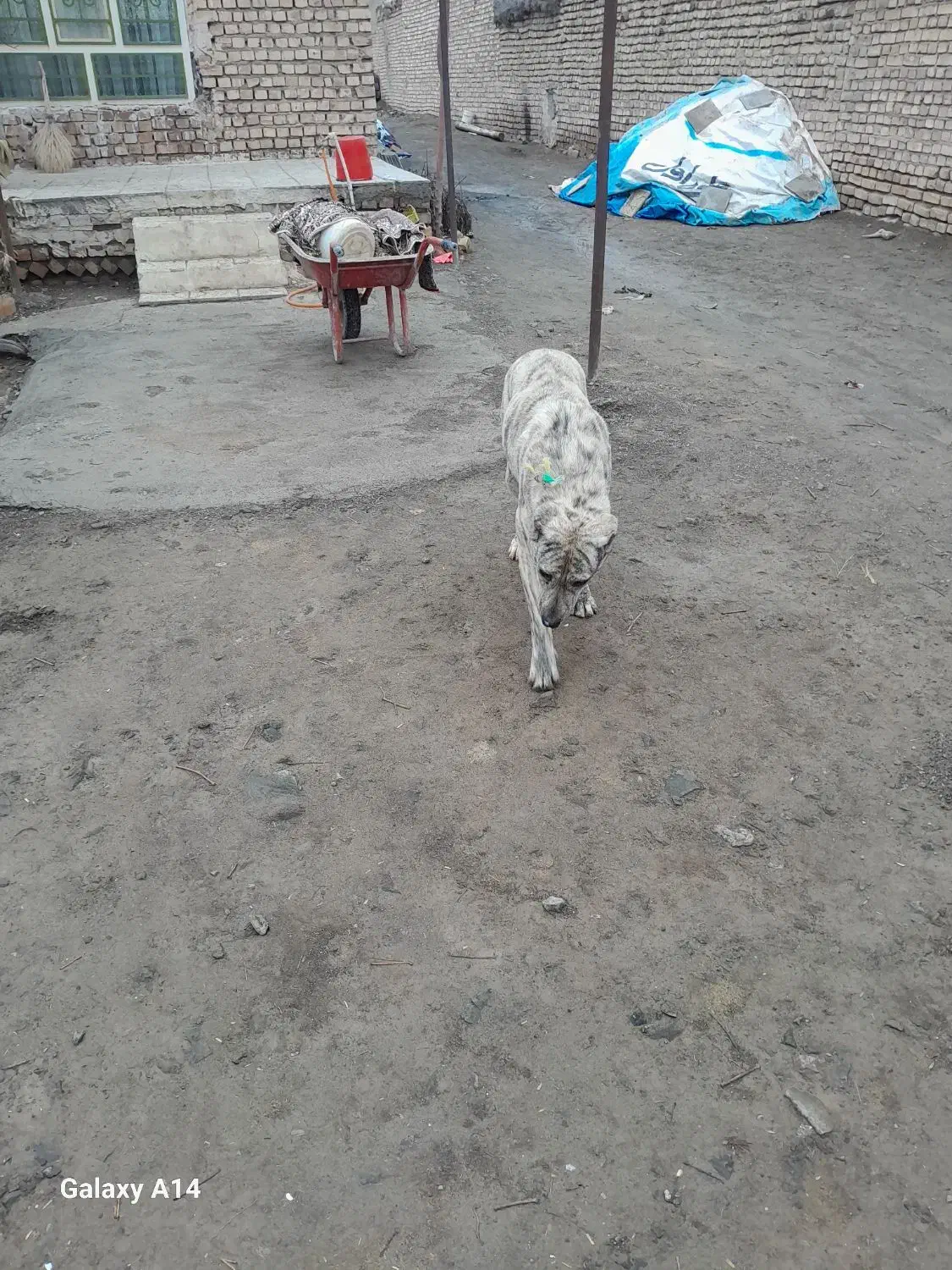 سگ گله|سگ|طاغنکوه, |دیوار