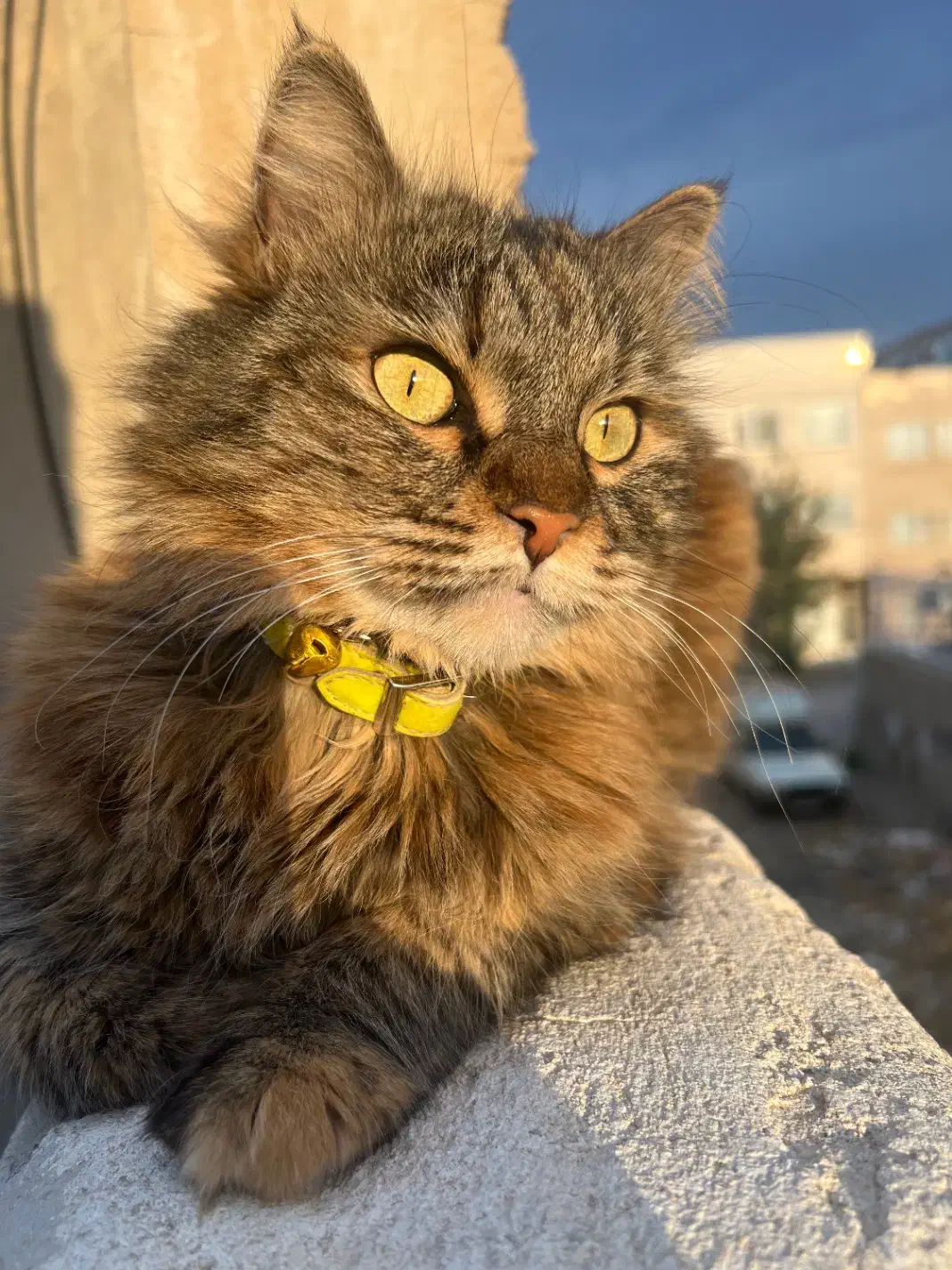 گمشده با مژدگانی خوب|گربه|اراک, |دیوار