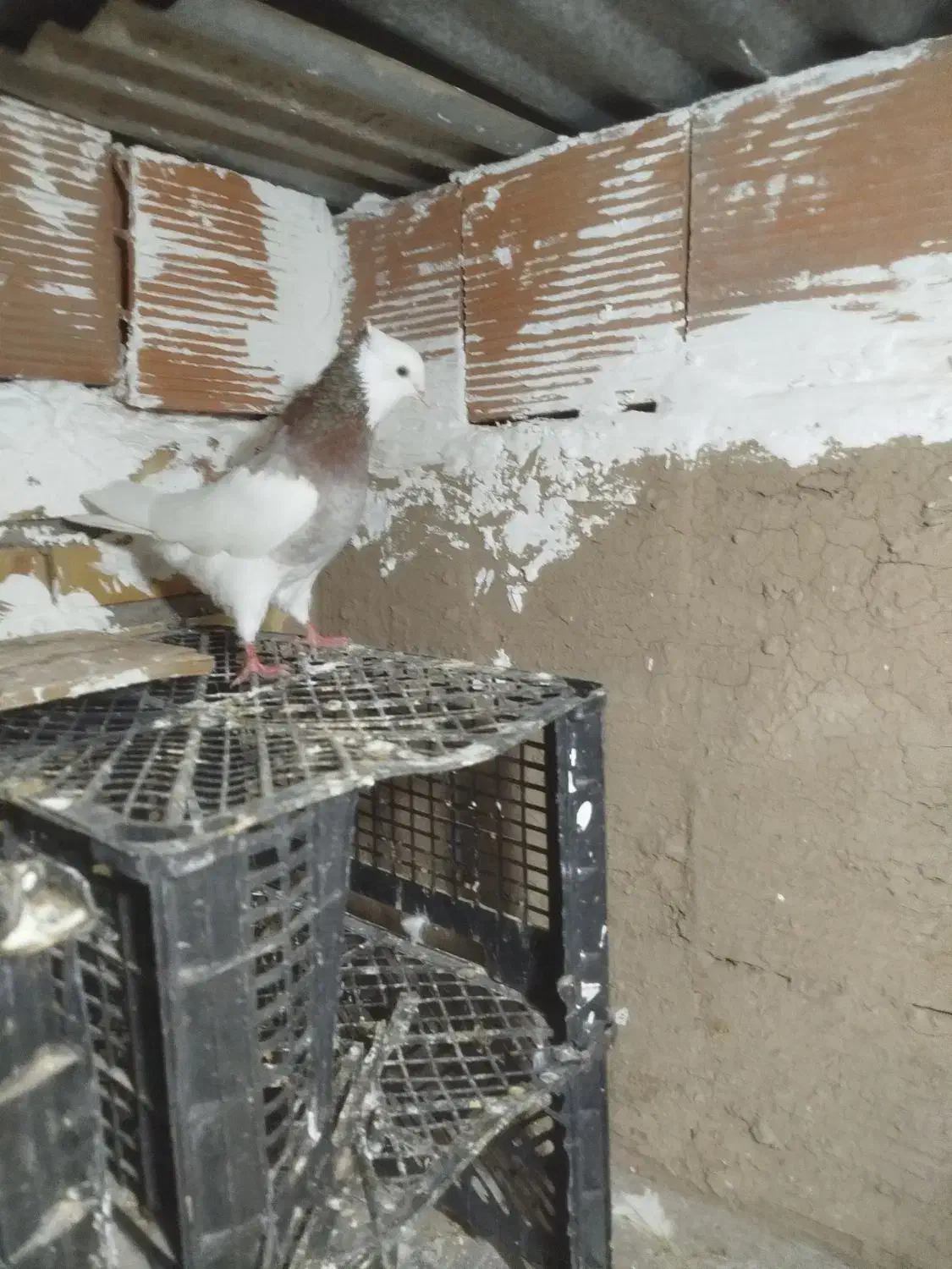 طوقی|پرنده|گنبد کاووس, |دیوار