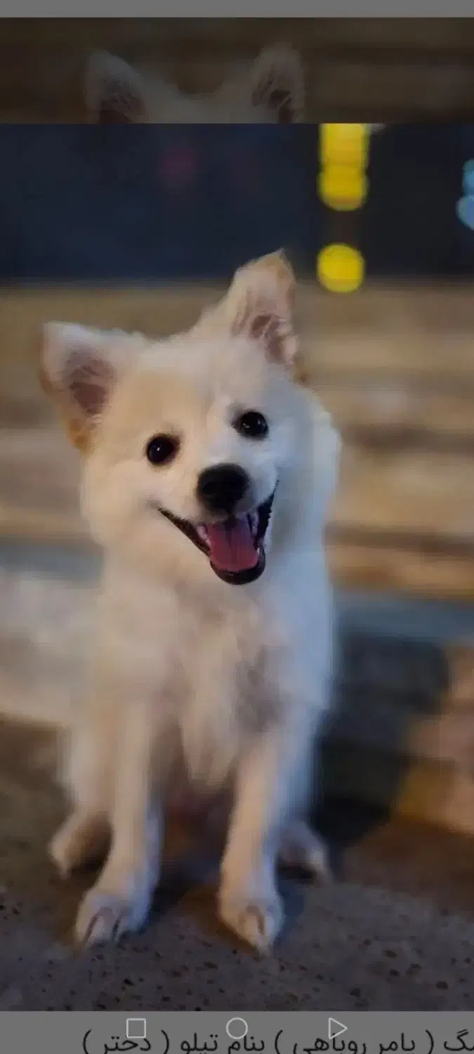 توله سگ روباهی ناز با قیمت مناسب|سگ|شیراز, آبیاری|دیوار