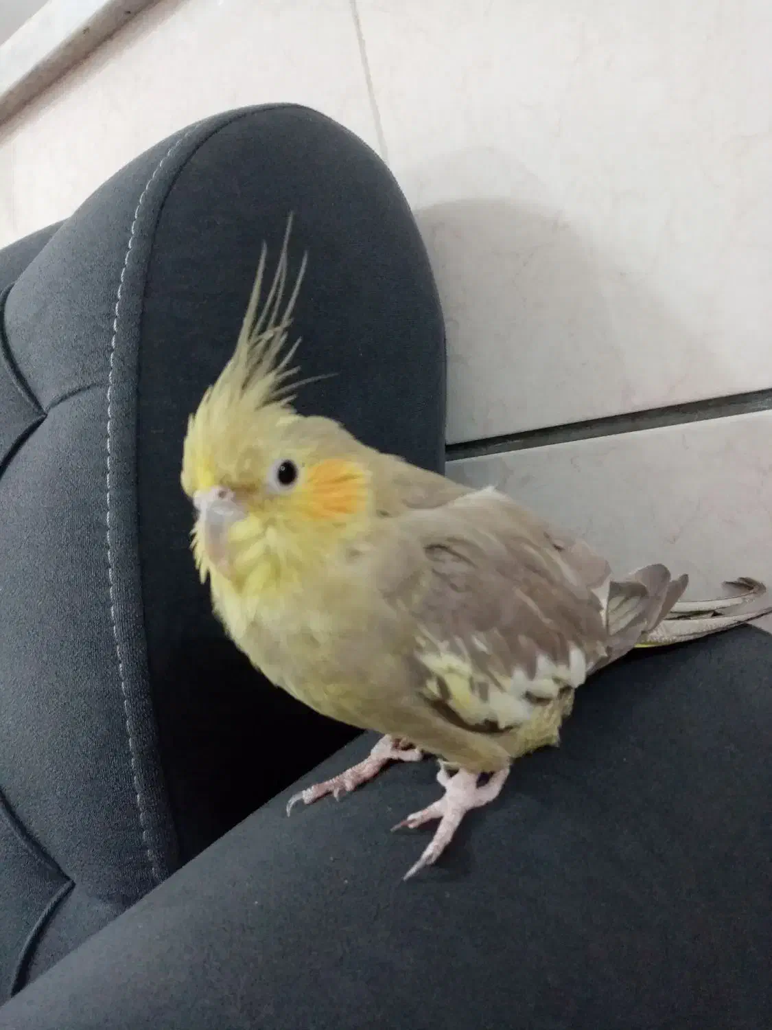 عروس هلندی|پرنده|کاشمر, |دیوار