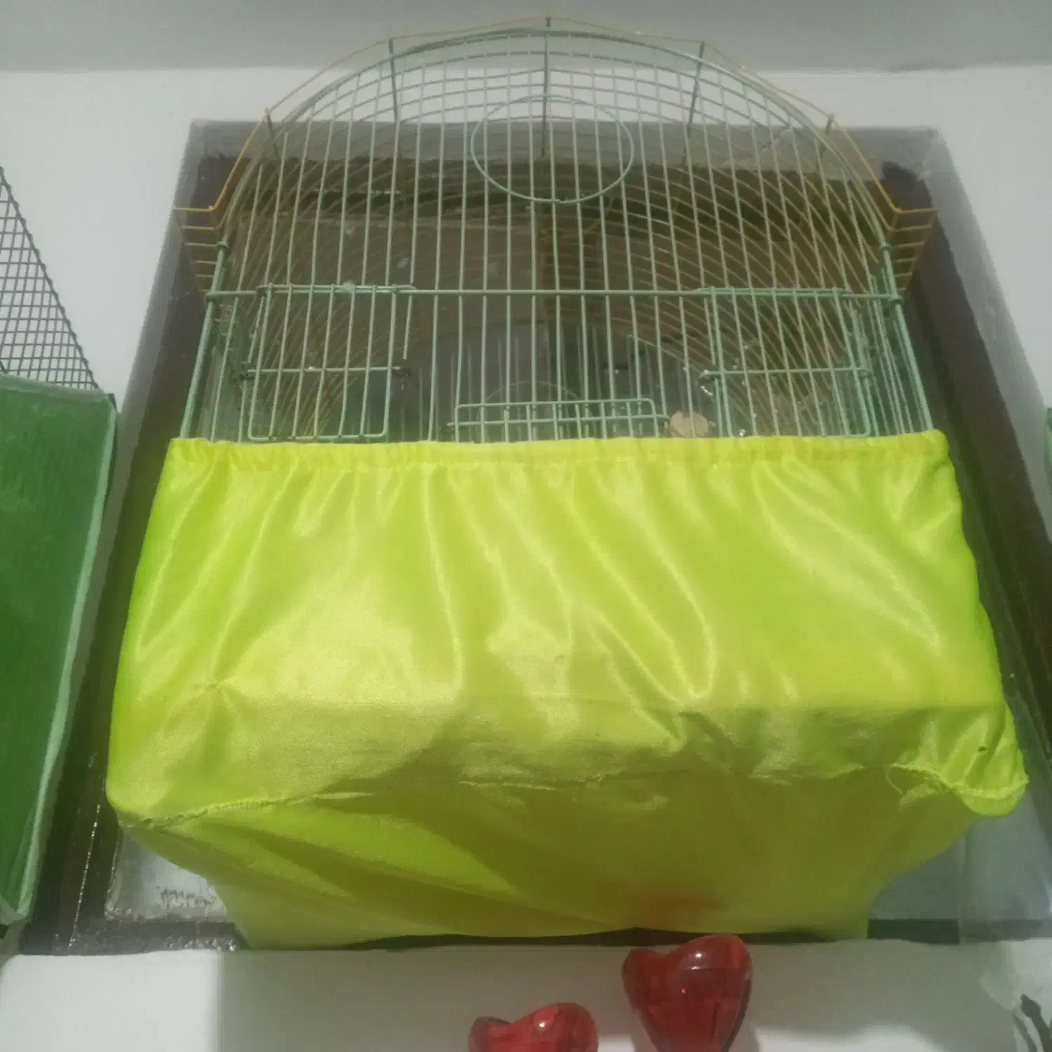 عروس هلندی پیدا شده|حیوانات|کرج, شهرک یاس شمالی|دیوار