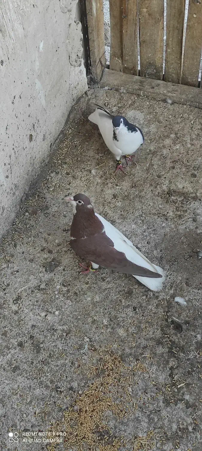 چپ سرخ چپ سیاه چپ‌زرد دم سفید|پرنده|گلبهار, نوبهار|دیوار