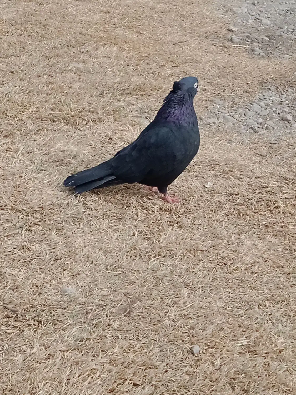 کبوتر|پرنده|سیلاخور, |دیوار