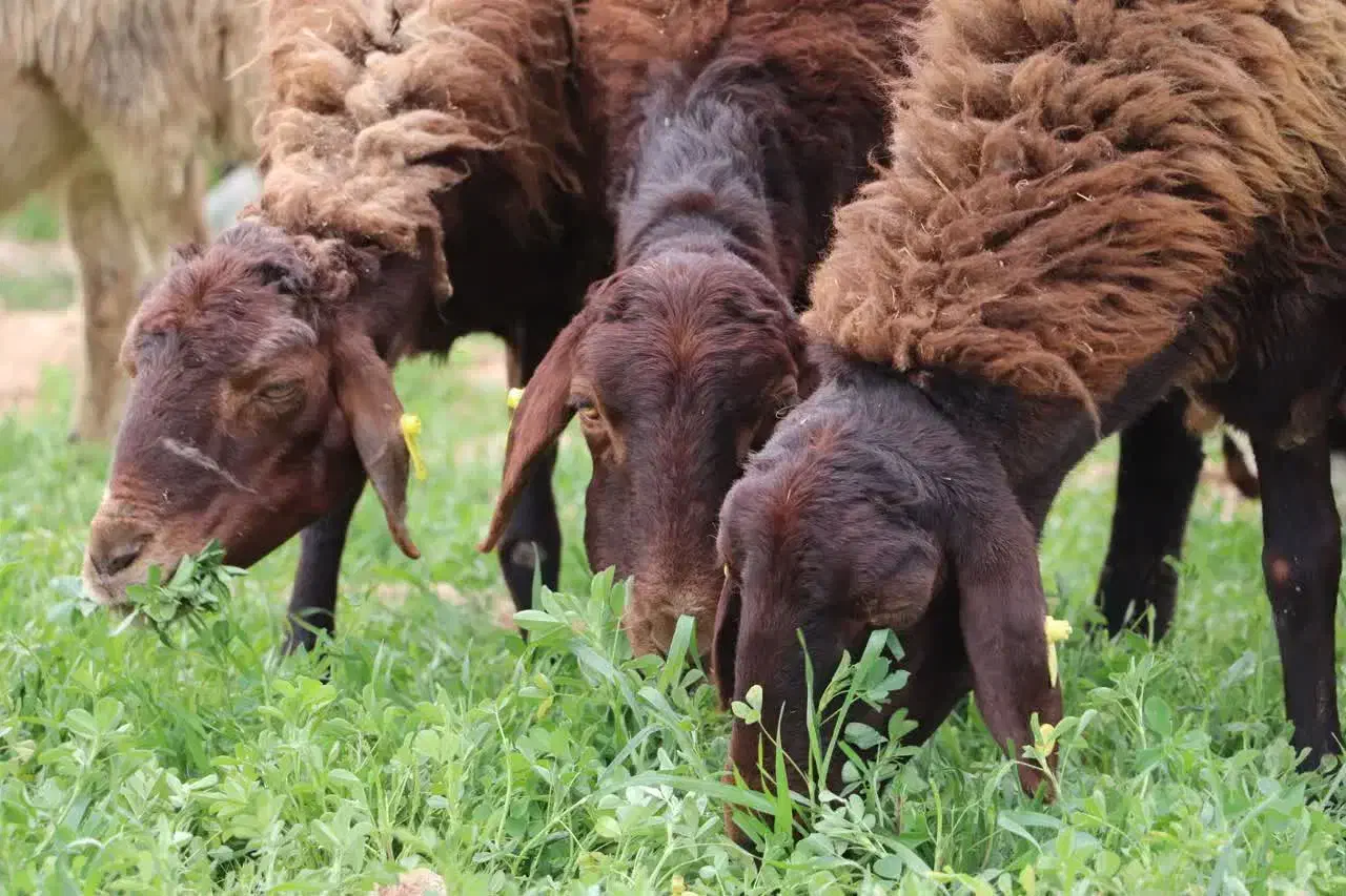 ۷جفت میش و بره زیر قیمت|حیوانات مزرعه|جوادآباد, |دیوار