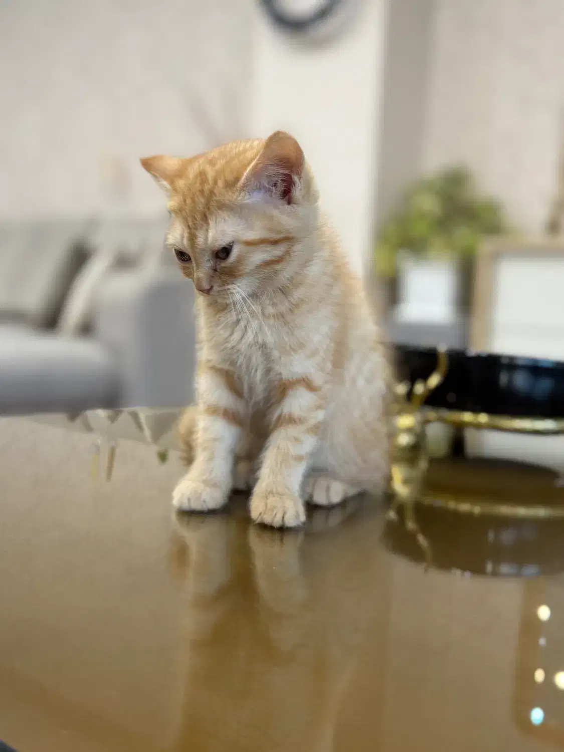 واگذاری بریتیش شورت هیر|گربه|گنبد کاووس, |دیوار