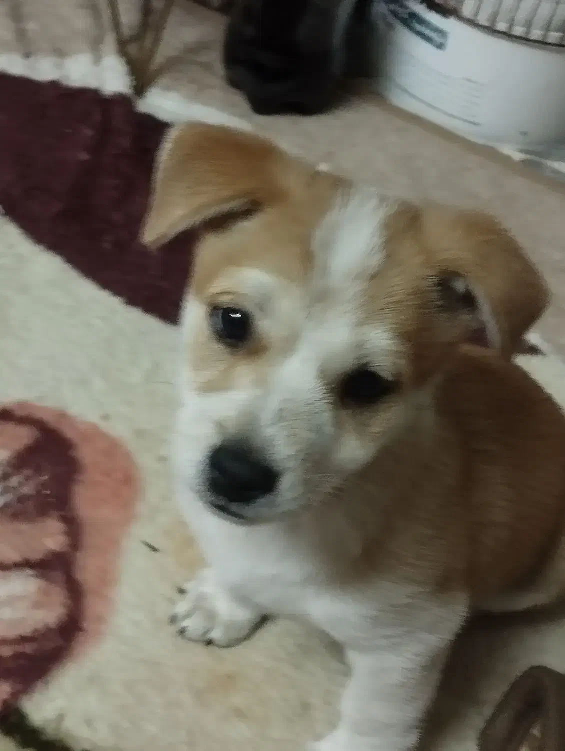 توله سایزکوچیک|سگ|مشهد, رده|دیوار