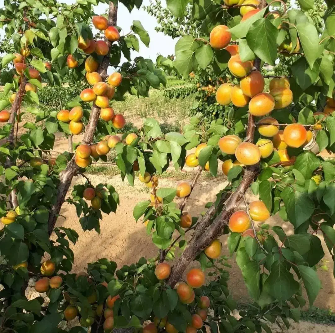 نهالفروشی نوین نهال ارسال تمام شهرها|خدمات باغبانی و درختکاری|تهران, حر|دیوار